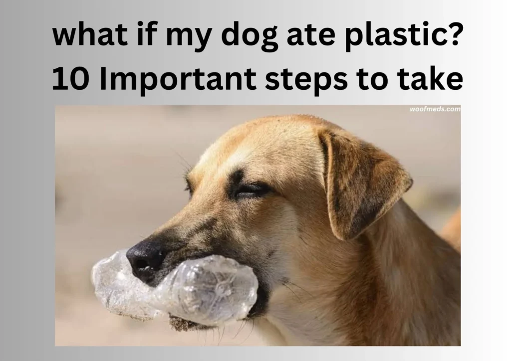 what if my dog ate plastic? 10 Important steps to take