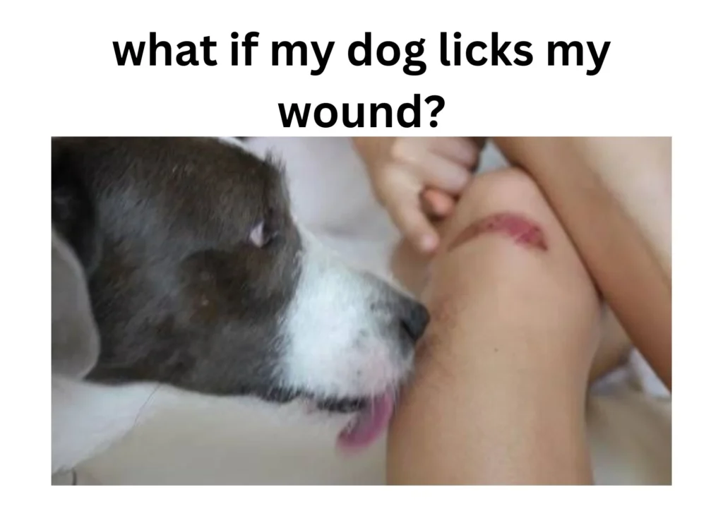 what if my dog licks my wound?